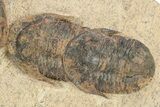 Line Of Eight Asaphellus Trilobites - Morocco #260005-1